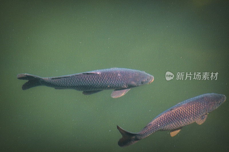 两只鲤鱼(Cyprinus carpio)从上面看